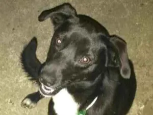 Cachorro raça Srs idade 2 anos nome Pretinho