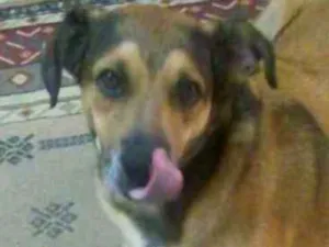 Cachorro raça Srd idade 2 anos nome Sheik