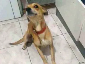 Cachorro raça Vira latas idade 2 anos nome Pulguinha