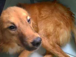 Cachorro raça SRD idade 7 a 11 meses nome Lully