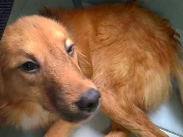 Cachorro ra a SRD idade 7 a 11 meses nome Lully