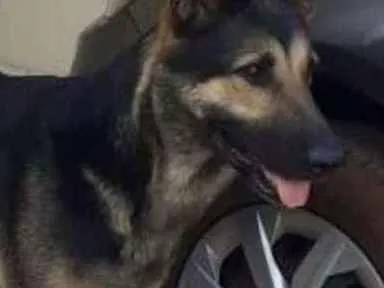 Cachorro ra a Pastor Alemao  idade 3 anos nome Pandora