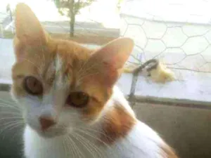 Gato raça SRD idade 2 a 6 meses nome AMALIA LARANJA