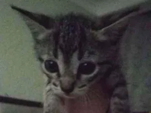 Gato raça Vira-lata idade Abaixo de 2 meses nome Sem nome