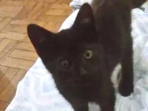 Gato raça vira lata idade 2 a 6 meses nome neguinho