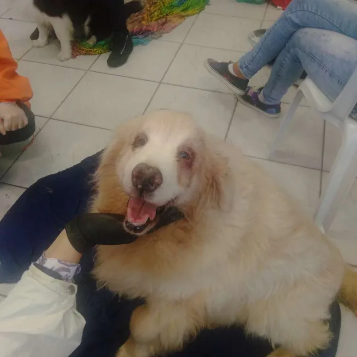 Cachorro ra a Golden retriver idade 6 ou mais anos nome Não sei