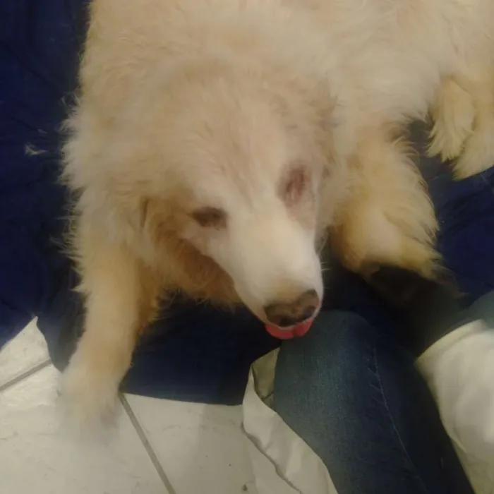 Cachorro ra a Golden retriver idade 6 ou mais anos nome Não sei