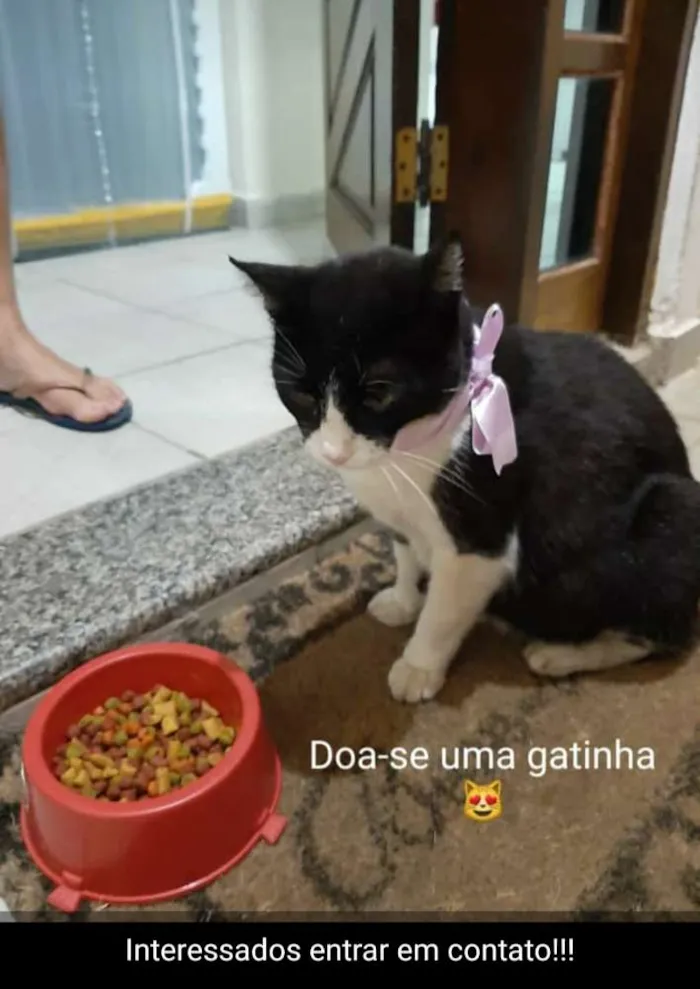 Gato ra a Não sei idade 2 a 6 meses nome Flor