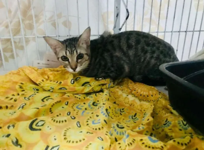Gato ra a SRD idade 1 ano nome Jasmine