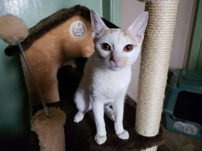 Gato ra a Srd idade 7 a 11 meses nome Greta