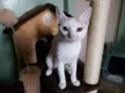 Greta