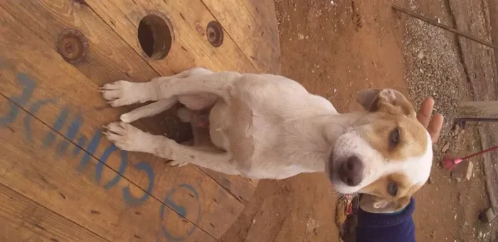 Cachorro ra a Raça indefinida idade 1 ano nome Sem nome