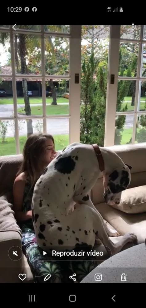 Cachorro ra a Dog alemão  idade 2 anos nome Eldora