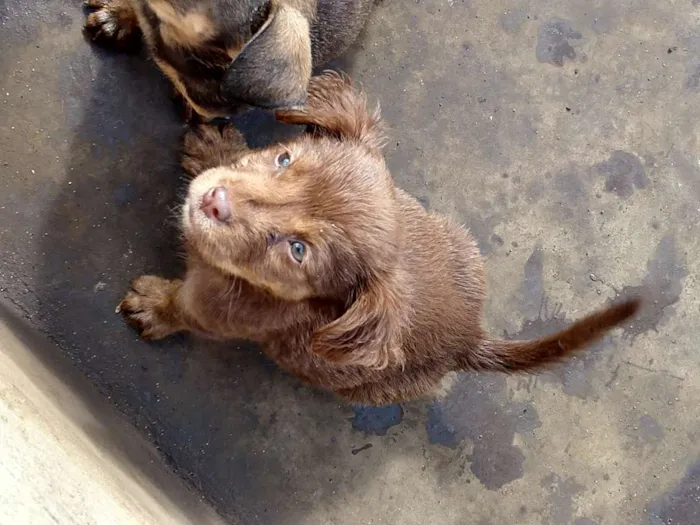 Cachorro ra a Vira lata  idade Abaixo de 2 meses nome Não tem 