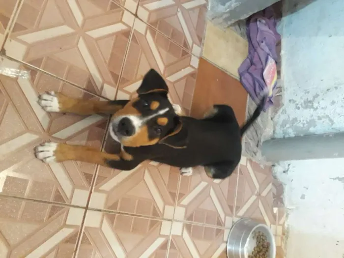 Cachorro ra a  idade 2 a 6 meses nome Bobby