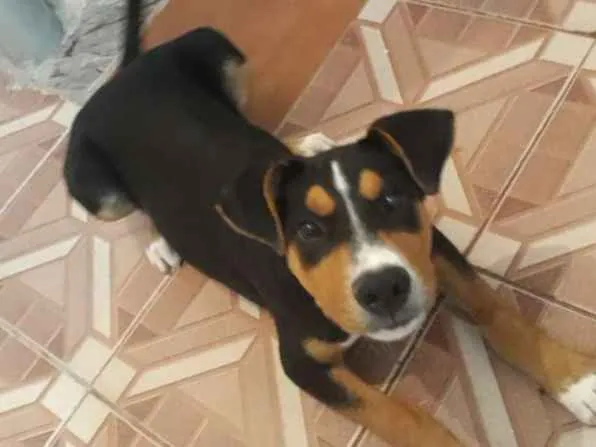 Cachorro ra a  idade 2 a 6 meses nome Bobby