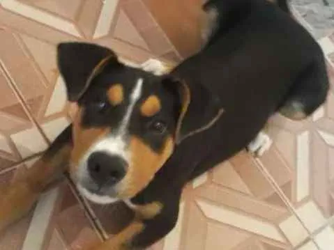 Cachorro ra a  idade 2 a 6 meses nome Bobby