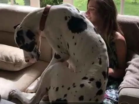 Cachorro ra a Dog alemão  idade 2 anos nome Eldora