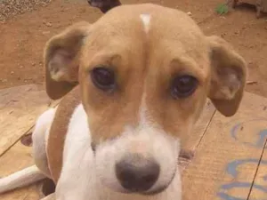 Cachorro raça Indefinida idade 1 ano nome Sem nome 