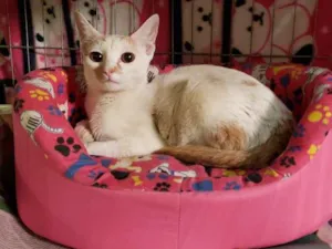 Gato raça Srd idade 7 a 11 meses nome Greta