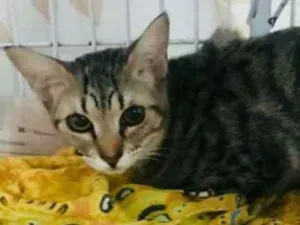 Gato raça SRD idade 1 ano nome Jasmine