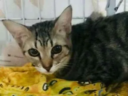Gato ra a SRD idade 1 ano nome Jasmine