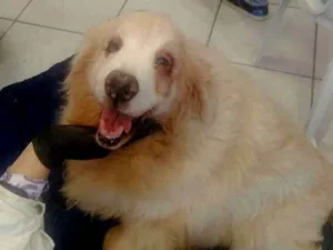 Cachorro raça Golden retriver idade 5 anos nome Não sei