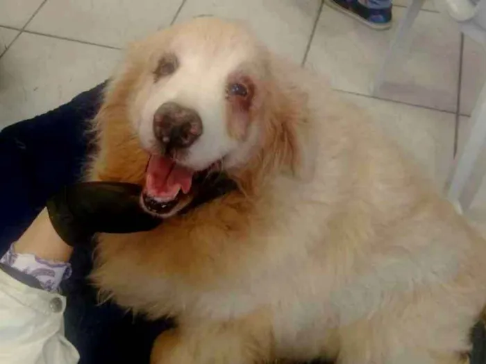 Cachorro ra a Golden retriver idade 5 anos nome Não sei