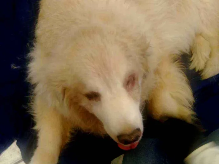 Cachorro ra a Golden retriver idade 6 ou mais anos nome Não sei