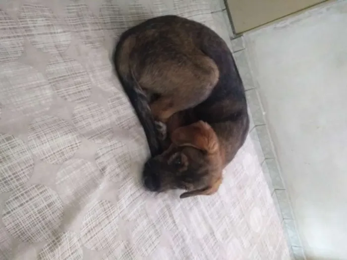 Cachorro ra a Srd idade 2 a 6 meses nome Billy