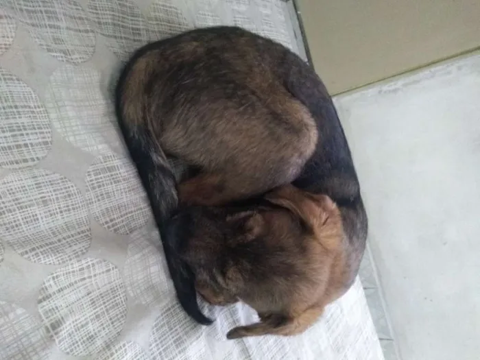 Cachorro ra a Srd idade 2 a 6 meses nome Billy