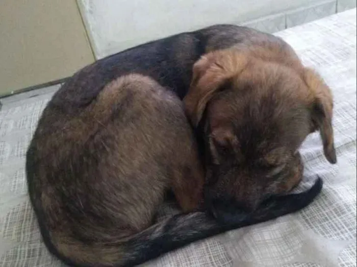 Cachorro ra a Srd idade 2 a 6 meses nome Billy