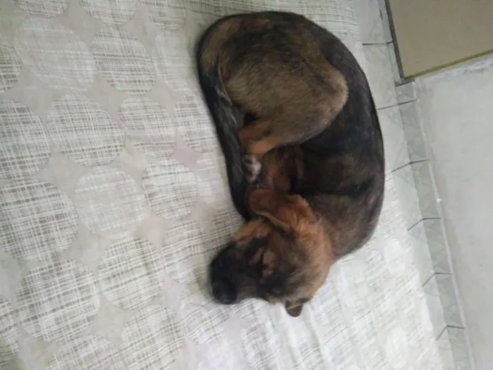 Cachorro ra a Srd idade 2 a 6 meses nome Billy