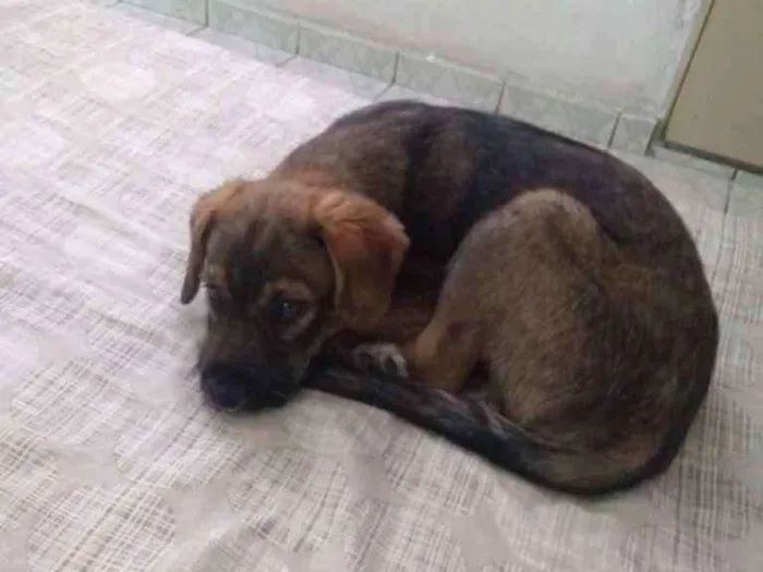 Cachorro ra a Srd idade 2 a 6 meses nome Billy
