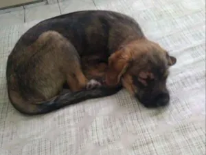 Cachorro raça Srd idade 2 a 6 meses nome Billy