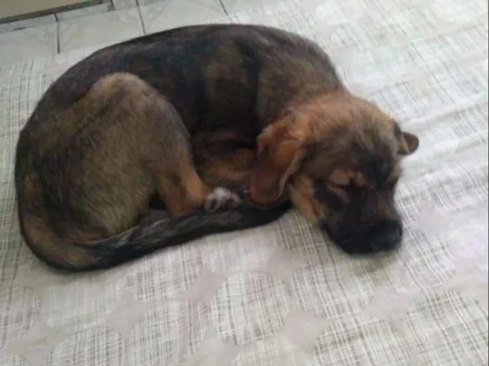 Cachorro ra a Srd idade 2 a 6 meses nome Billy