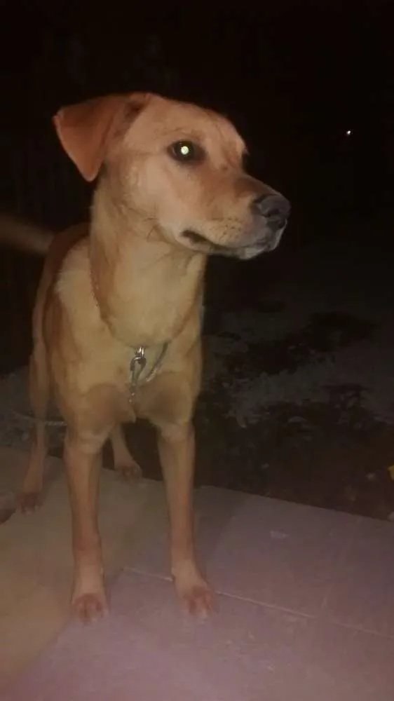 Cachorro ra a Vira lata idade 7 a 11 meses nome Sansao