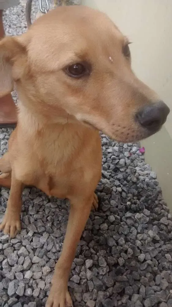 Cachorro ra a Vira lata idade 7 a 11 meses nome Sansao