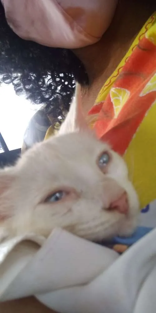 Gato raça  idade 2 a 6 meses nome Flor