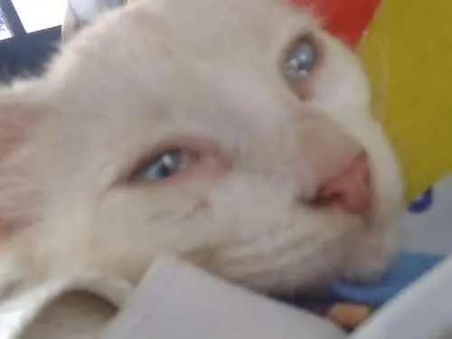 Gato raça  idade 2 a 6 meses nome Flor