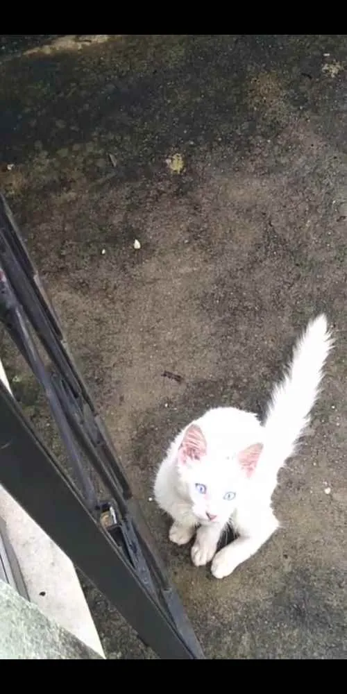 Gato raça  idade 2 a 6 meses nome Flor