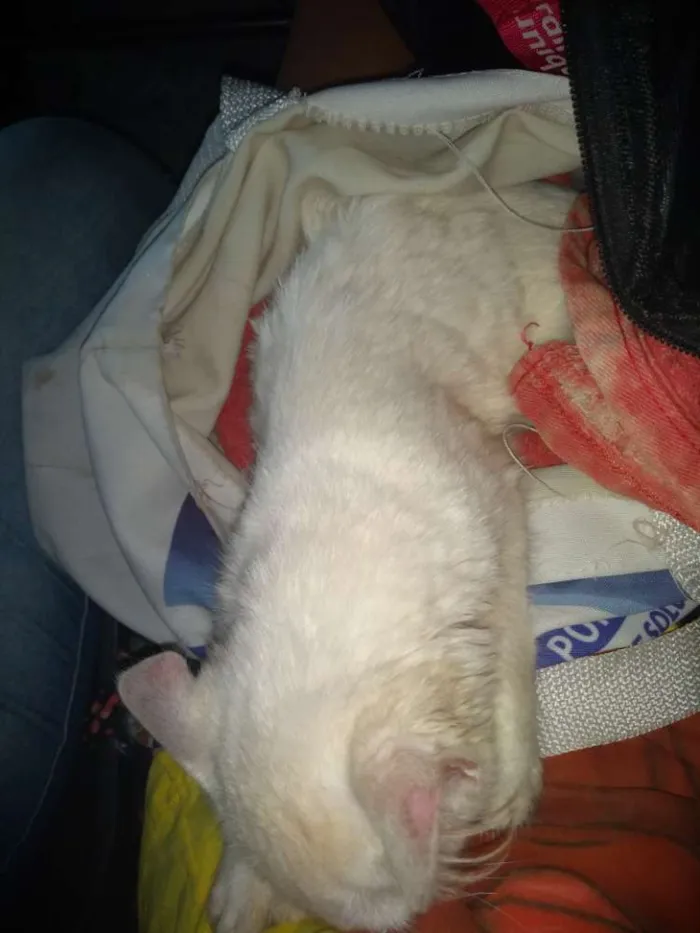 Gato raça  idade 2 a 6 meses nome Flor