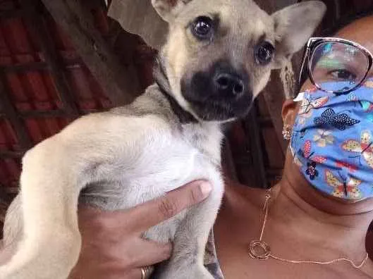Cachorro ra a Vira lata idade 2 a 6 meses nome Lua