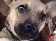 Cachorro ra a Vira lata idade 2 a 6 meses nome Lua