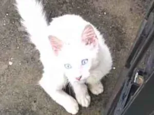 Gato raça  idade 2 a 6 meses nome Flor