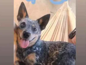 Cachorro raça Blue heeler idade 1 ano nome Hiena