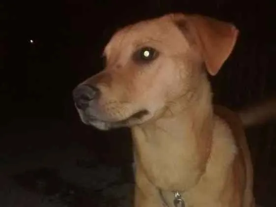 Cachorro ra a Vira lata idade 7 a 11 meses nome Sansao