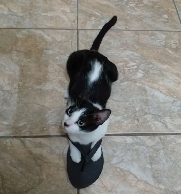 Gato ra a sem raça definida idade 1 ano nome maria do bairro