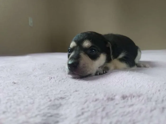 Cachorro ra a Viralata idade Abaixo de 2 meses nome Não tem nome