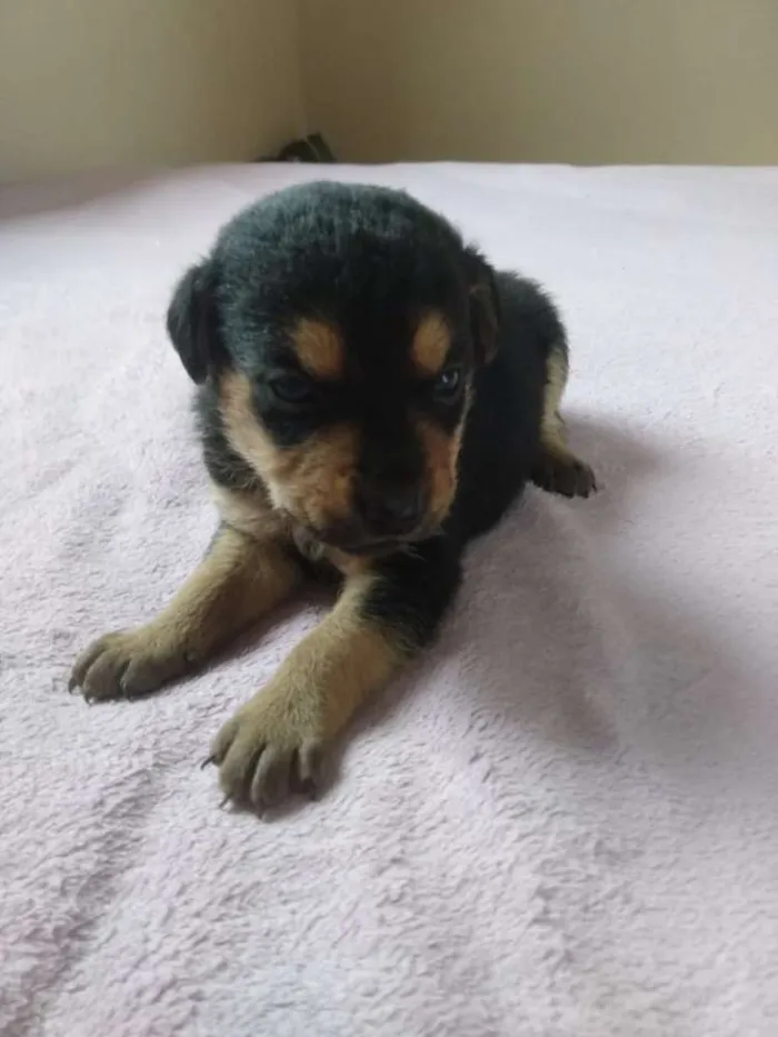 Cachorro ra a Viralata idade Abaixo de 2 meses nome Não tem nome
